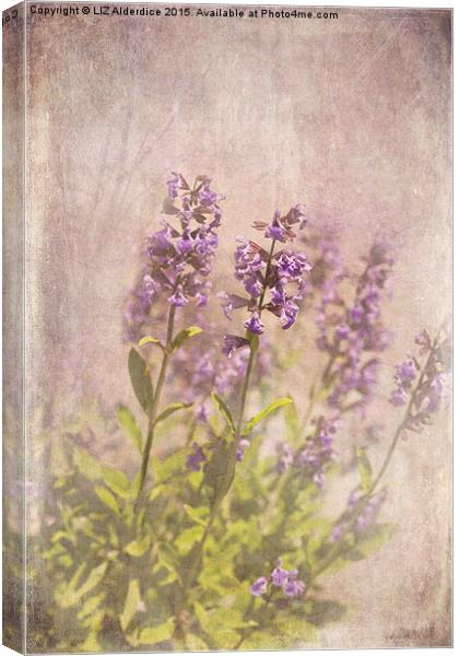 Sage in Flower Canvas Print by LIZ Alderdice