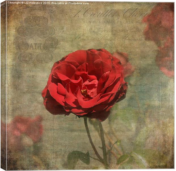  Red Rose for Love Canvas Print by LIZ Alderdice