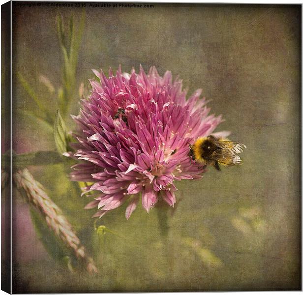  Little Bee Canvas Print by LIZ Alderdice