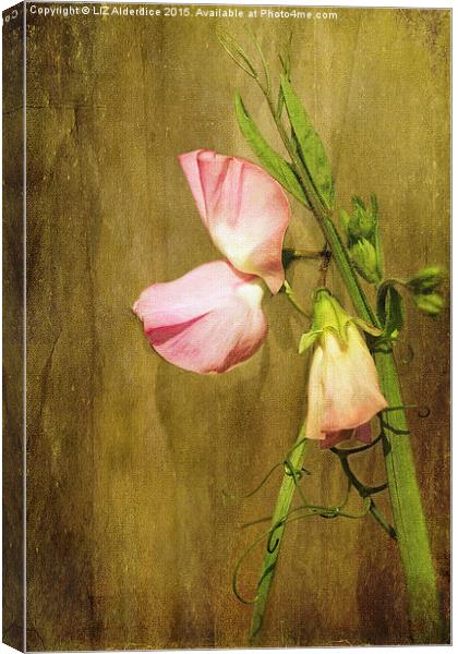  Pink Sweet Pea Canvas Print by LIZ Alderdice