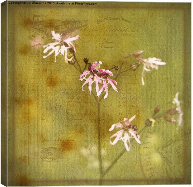 Ragged Robin on French Papers Canvas Print by LIZ Alderdice