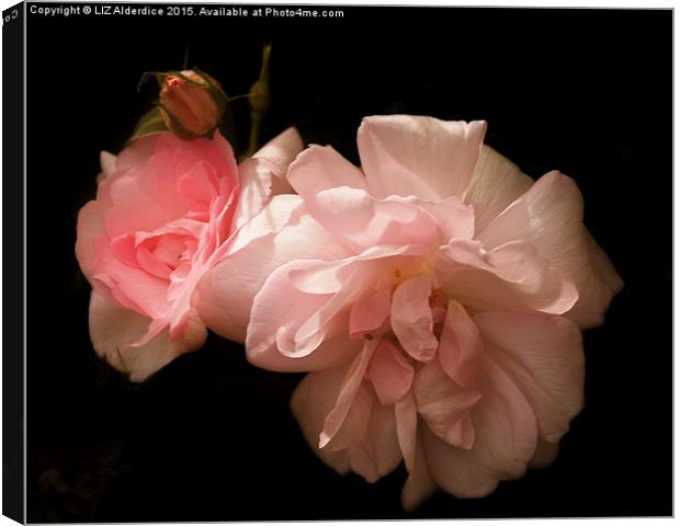  Sunlight on Pink Roses Canvas Print by LIZ Alderdice