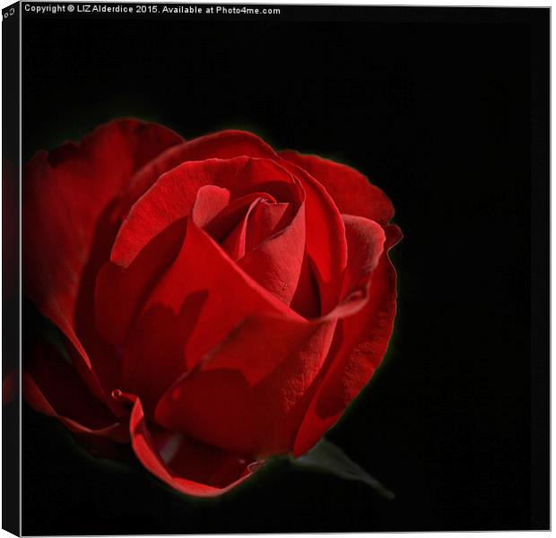  Red Rose  Canvas Print by LIZ Alderdice