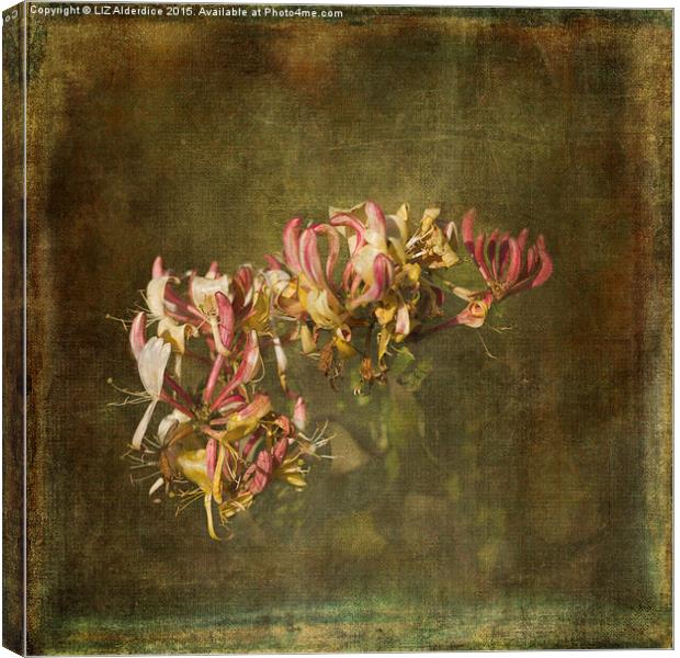  Honeysuckle Flowers Canvas Print by LIZ Alderdice