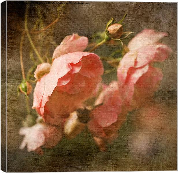  Roses After Rain Canvas Print by LIZ Alderdice