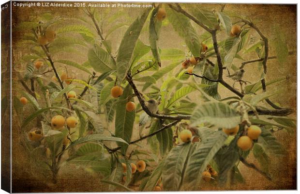  Blackcaps and Lemons (Sepia) Canvas Print by LIZ Alderdice