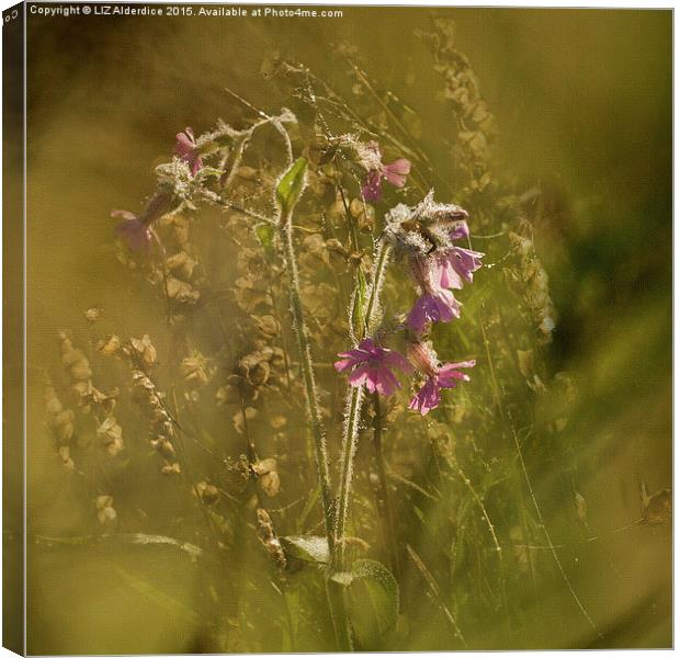  Morning Dew Canvas Print by LIZ Alderdice