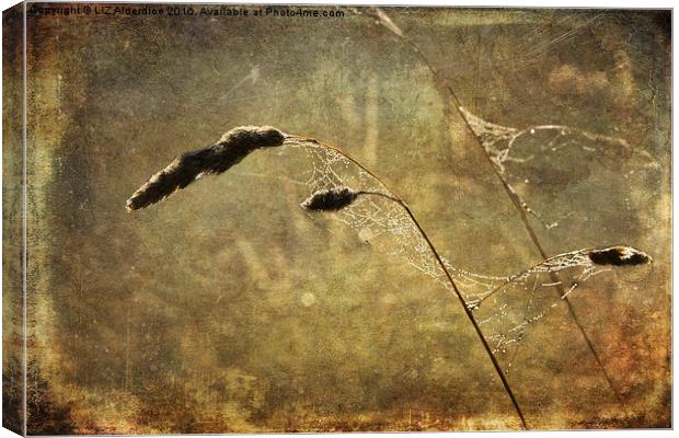 Cobwebs At Dawn Canvas Print by LIZ Alderdice