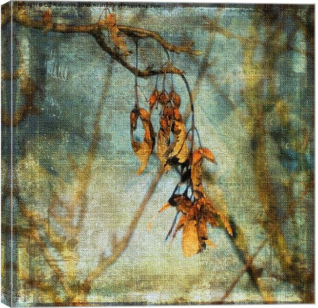  Sycamore Seeds Canvas Print by LIZ Alderdice