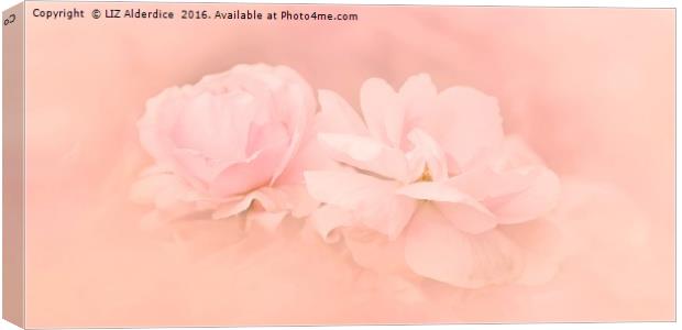 Pastel Pink Roses Canvas Print by LIZ Alderdice