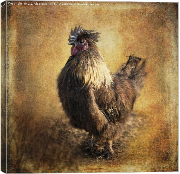 Silkie Cross Canvas Print by LIZ Alderdice