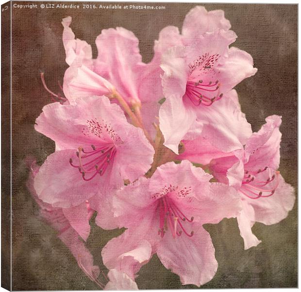 Pink Rhododendron Canvas Print by LIZ Alderdice