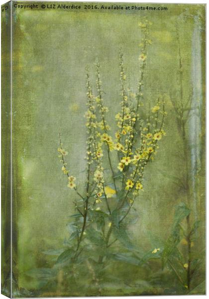 Yellow Verbascum Flowers Canvas Print by LIZ Alderdice