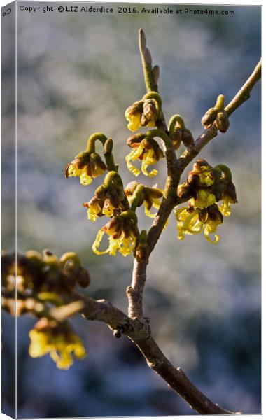 Witch Hazel Canvas Print by LIZ Alderdice