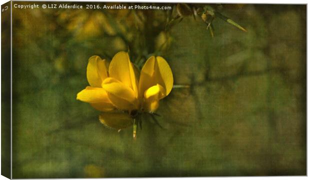 Gorse Flowers Canvas Print by LIZ Alderdice