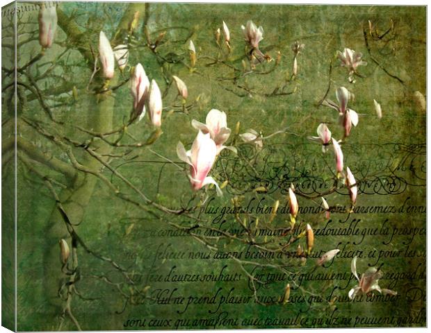 Magnolia Blossom Canvas Print by LIZ Alderdice