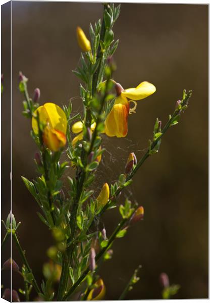 Beautiful Broom Flowers Canvas Print by LIZ Alderdice