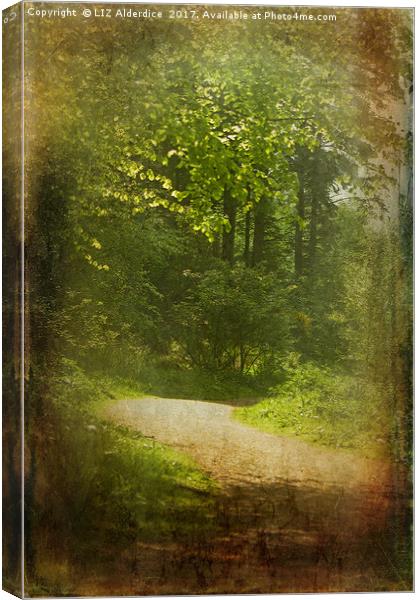 Woodland Path at Haddo Canvas Print by LIZ Alderdice