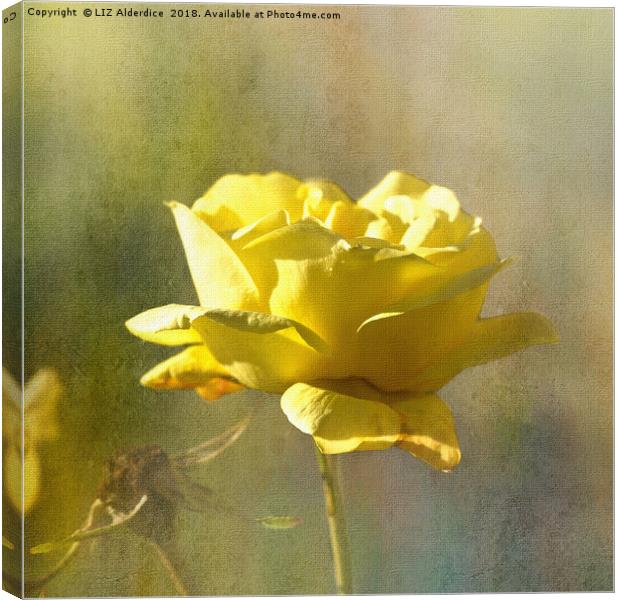 Yellow Rose Canvas Print by LIZ Alderdice