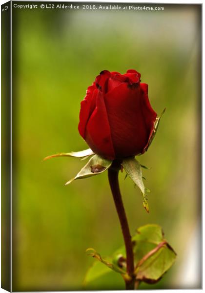 Single Red Rose Canvas Print by LIZ Alderdice