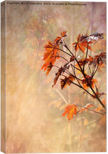 Maple Leaves Canvas Print by LIZ Alderdice