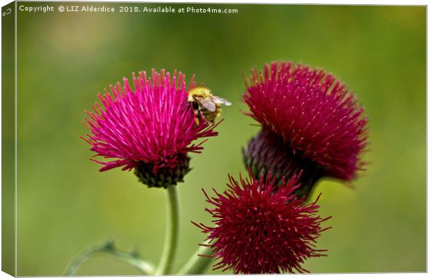 Plume Thistle and Bee Canvas Print by LIZ Alderdice