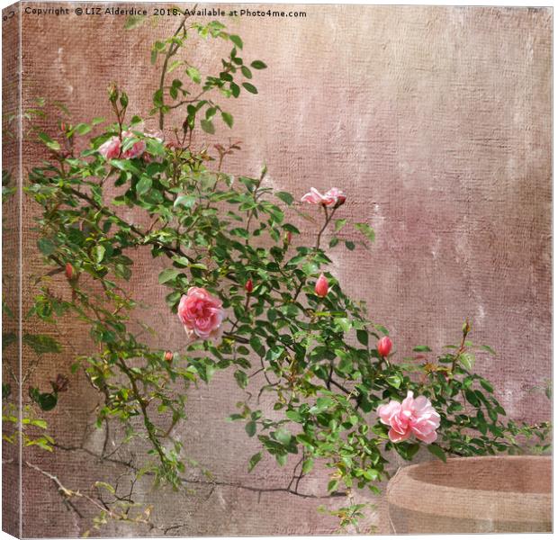 Rambling Pink Roses Canvas Print by LIZ Alderdice