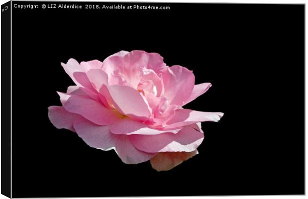 Pink Fragrance on Black Canvas Print by LIZ Alderdice
