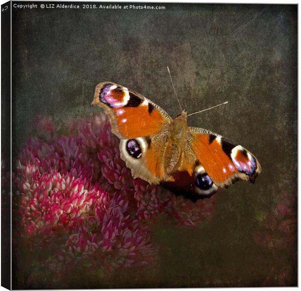 Peacock Butterfly Canvas Print by LIZ Alderdice