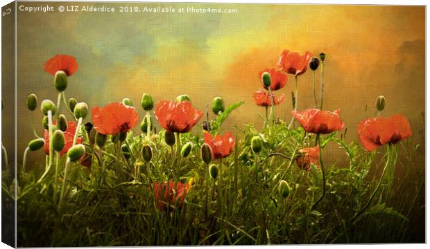Red Poppies Canvas Print by LIZ Alderdice