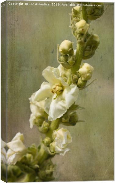 Verbascum Flowers Canvas Print by LIZ Alderdice