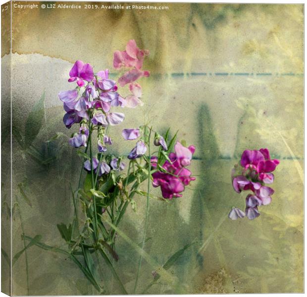 Sweet Pea Dreaming Canvas Print by LIZ Alderdice