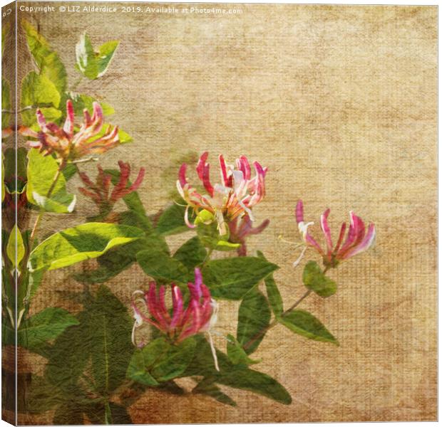 Honeysuckle Flowers Canvas Print by LIZ Alderdice