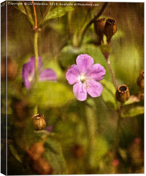 Cranesbill Canvas Print by LIZ Alderdice