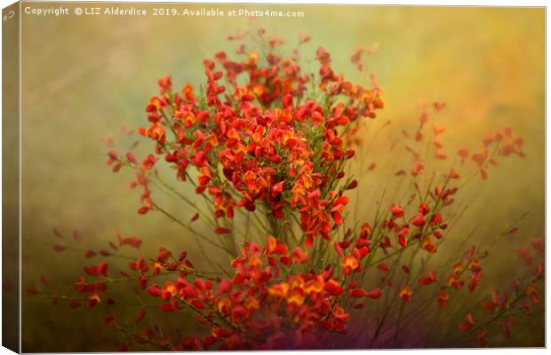 Red Broom in Bloom Canvas Print by LIZ Alderdice