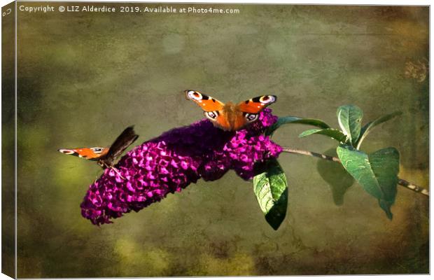 The Butterfly Bush Canvas Print by LIZ Alderdice