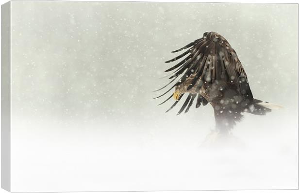 Dark Angel Canvas Print by Natures' Canvas: Wall Art  & Prints by Andy Astbury