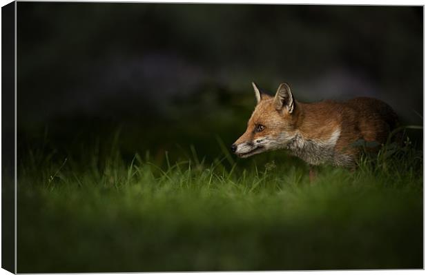 Fox on High Alert Canvas Print by Natures' Canvas: Wall Art  & Prints by Andy Astbury