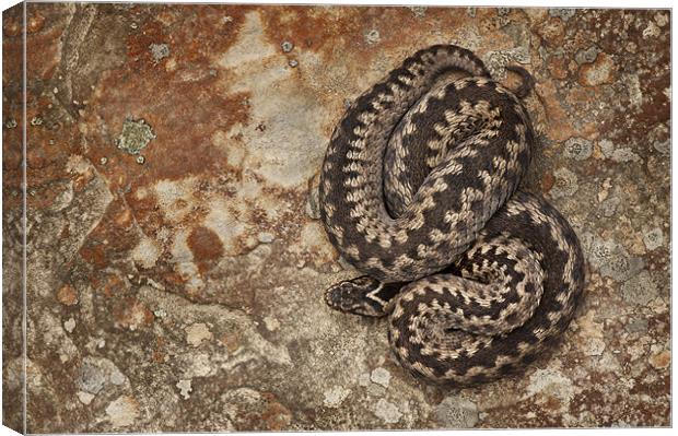 Female European Adder on Sandstone Canvas Print by Natures' Canvas: Wall Art  & Prints by Andy Astbury