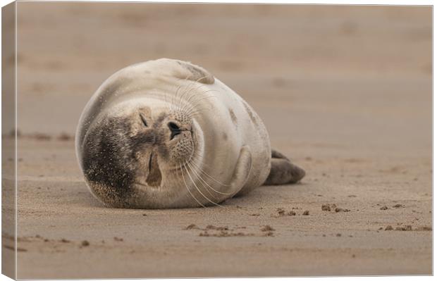 Forty Winks Canvas Print by Natures' Canvas: Wall Art  & Prints by Andy Astbury