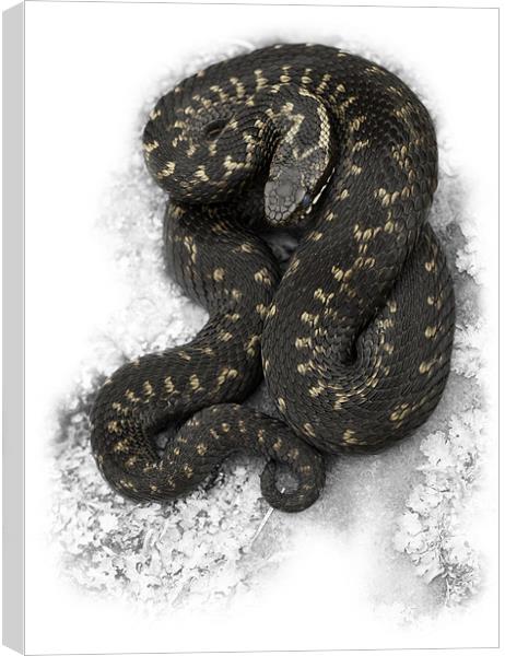 European Adder Canvas Print by Natures' Canvas: Wall Art  & Prints by Andy Astbury