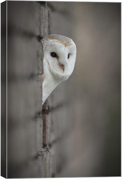 Barn Owl portrait Canvas Print by Natures' Canvas: Wall Art  & Prints by Andy Astbury