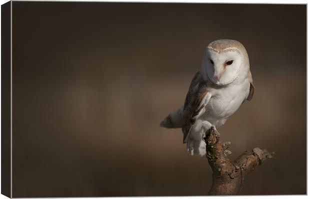 Barn Owl Canvas Print by Natures' Canvas: Wall Art  & Prints by Andy Astbury