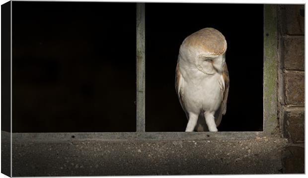 Barn Owl in Window Canvas Print by Natures' Canvas: Wall Art  & Prints by Andy Astbury