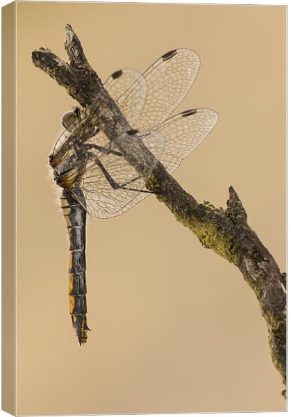 Just Hanging Around Canvas Print by Natures' Canvas: Wall Art  & Prints by Andy Astbury