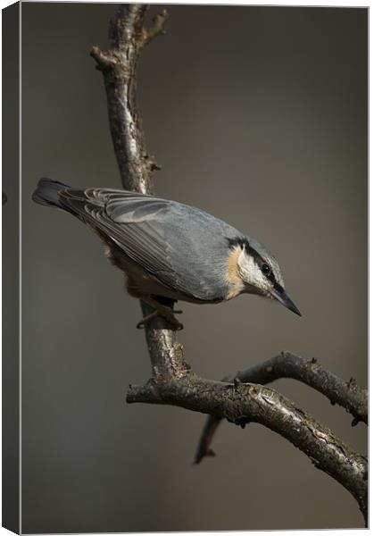 Nuthatch Canvas Print by Natures' Canvas: Wall Art  & Prints by Andy Astbury