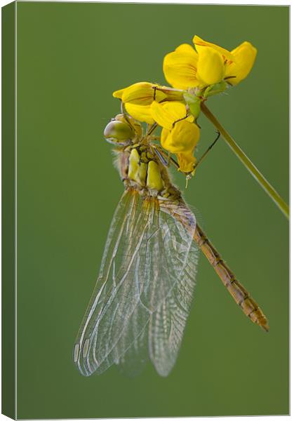 Common Darter Dragonfly Canvas Print by Natures' Canvas: Wall Art  & Prints by Andy Astbury