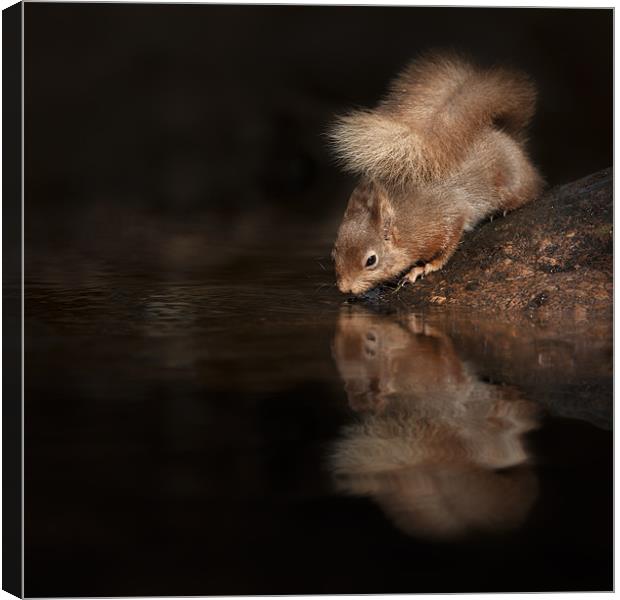Red Squirrel Reflection Canvas Print by Natures' Canvas: Wall Art  & Prints by Andy Astbury