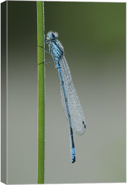 Azure Damselfly Canvas Print by Natures' Canvas: Wall Art  & Prints by Andy Astbury