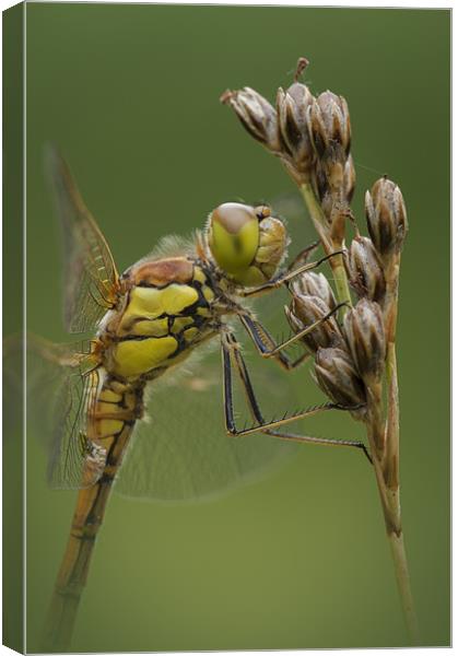 Male Common Darter Canvas Print by Natures' Canvas: Wall Art  & Prints by Andy Astbury